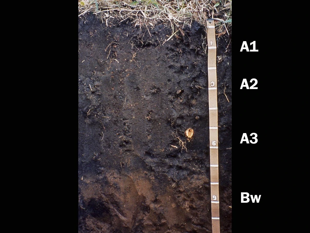 A photo of andisols that include a tape measure