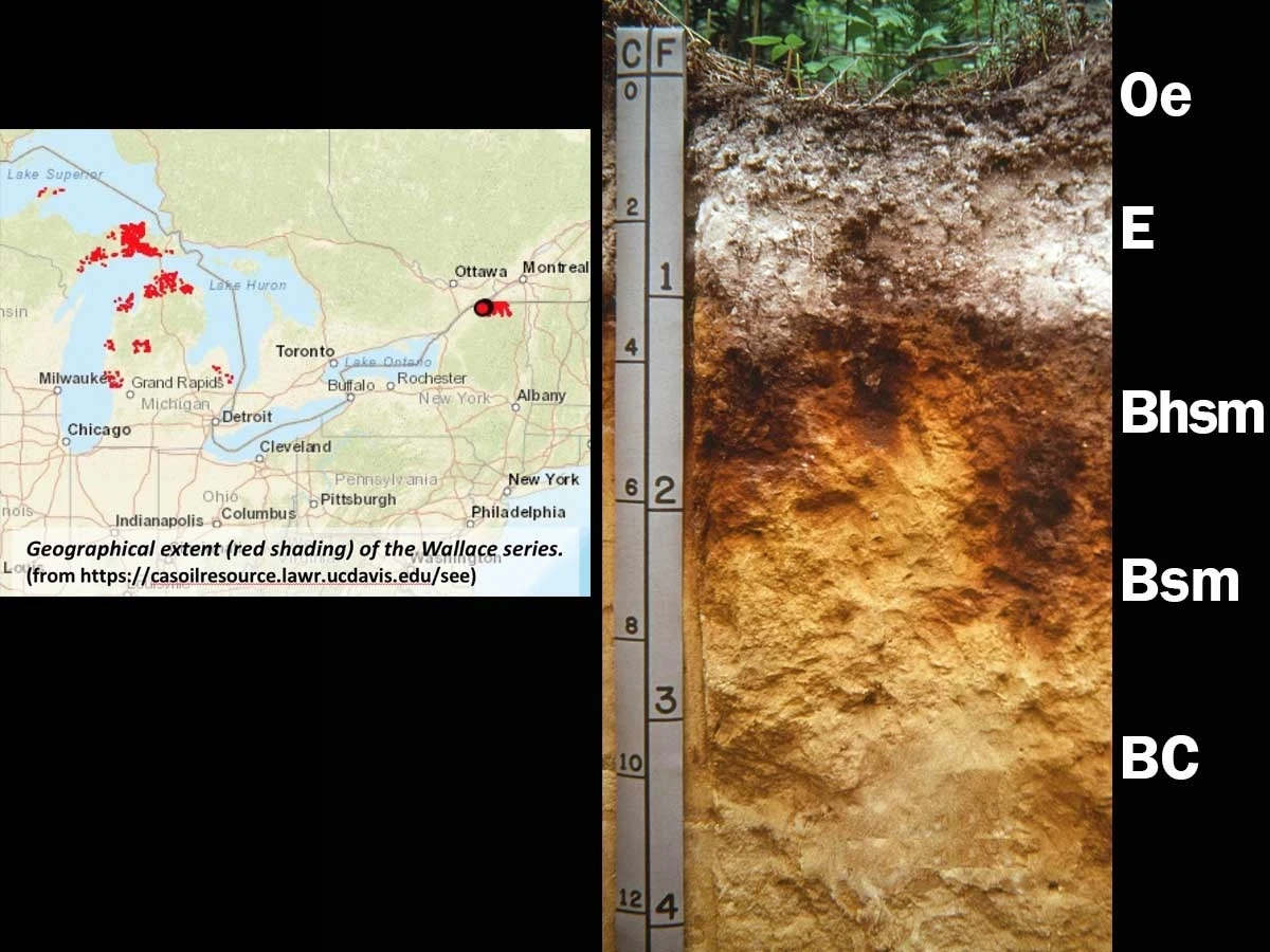 Typic durorthod soils and map location