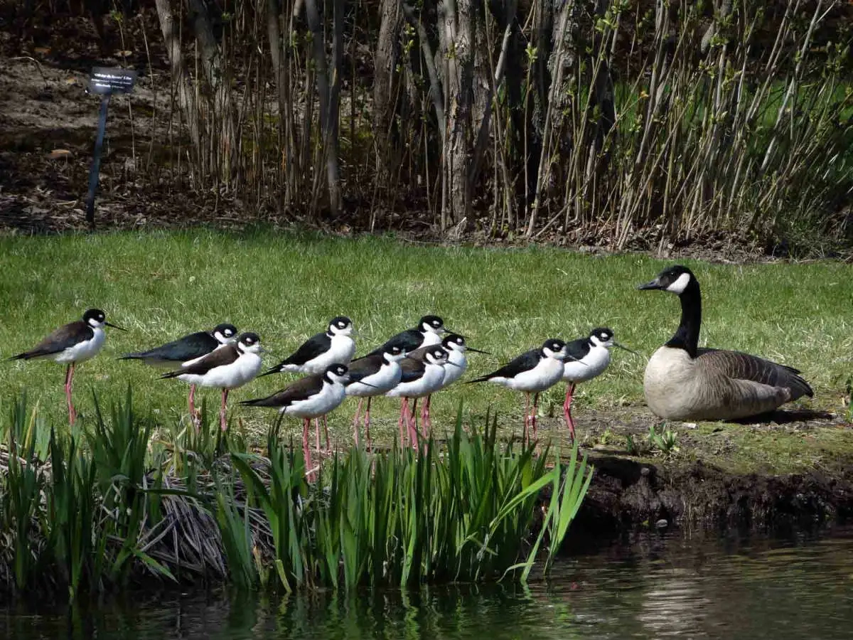 Arboretum wildlife black necked stilts