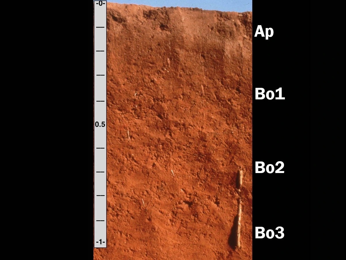 Haplustox type soil with a measuring device