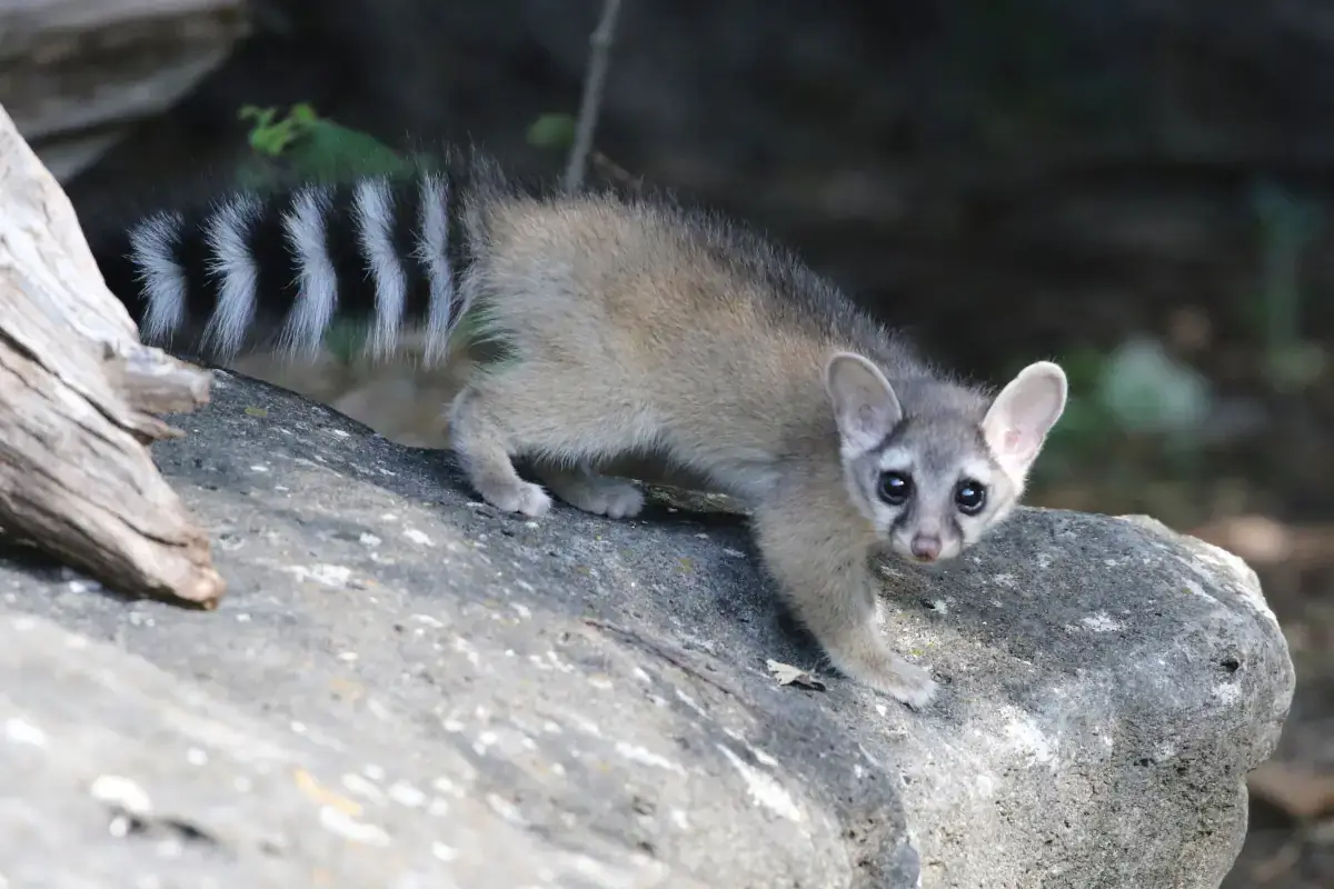 A ringtail, a raccoon-like mammal, on a rock. 
