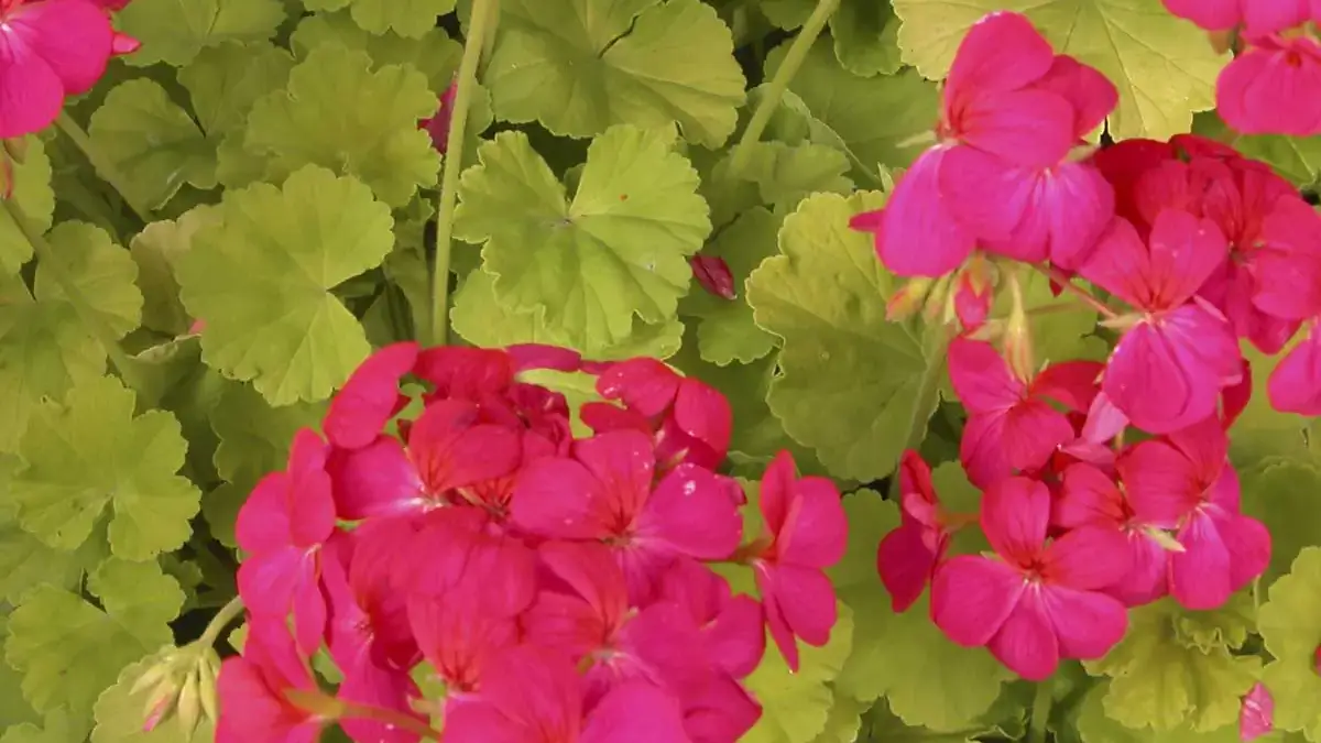 Herbaceous plants that are typically annuals