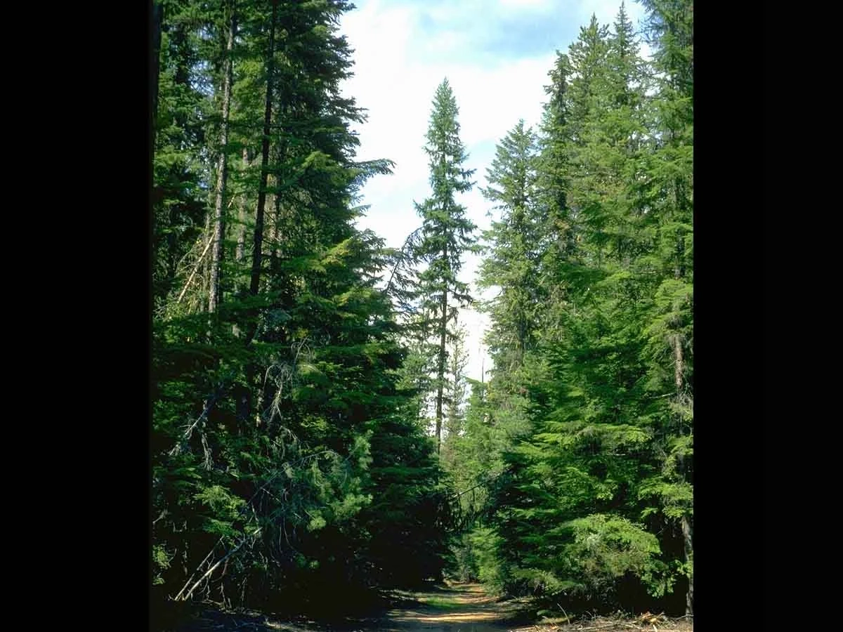 Cryod landscape in Idaho sowing trees on each side of a path