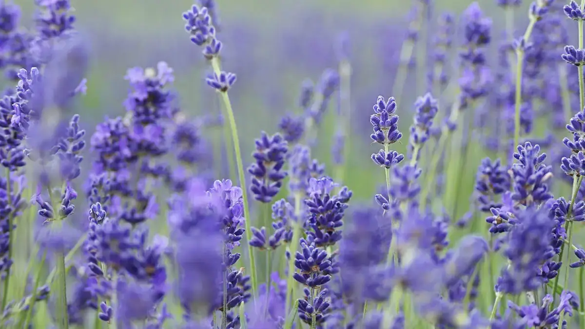 A variety of perennials from African daisies to yarrow