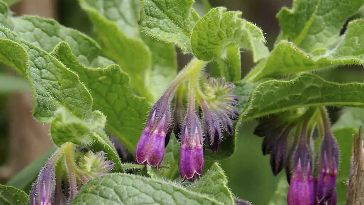 Landscapes and Gardens photos