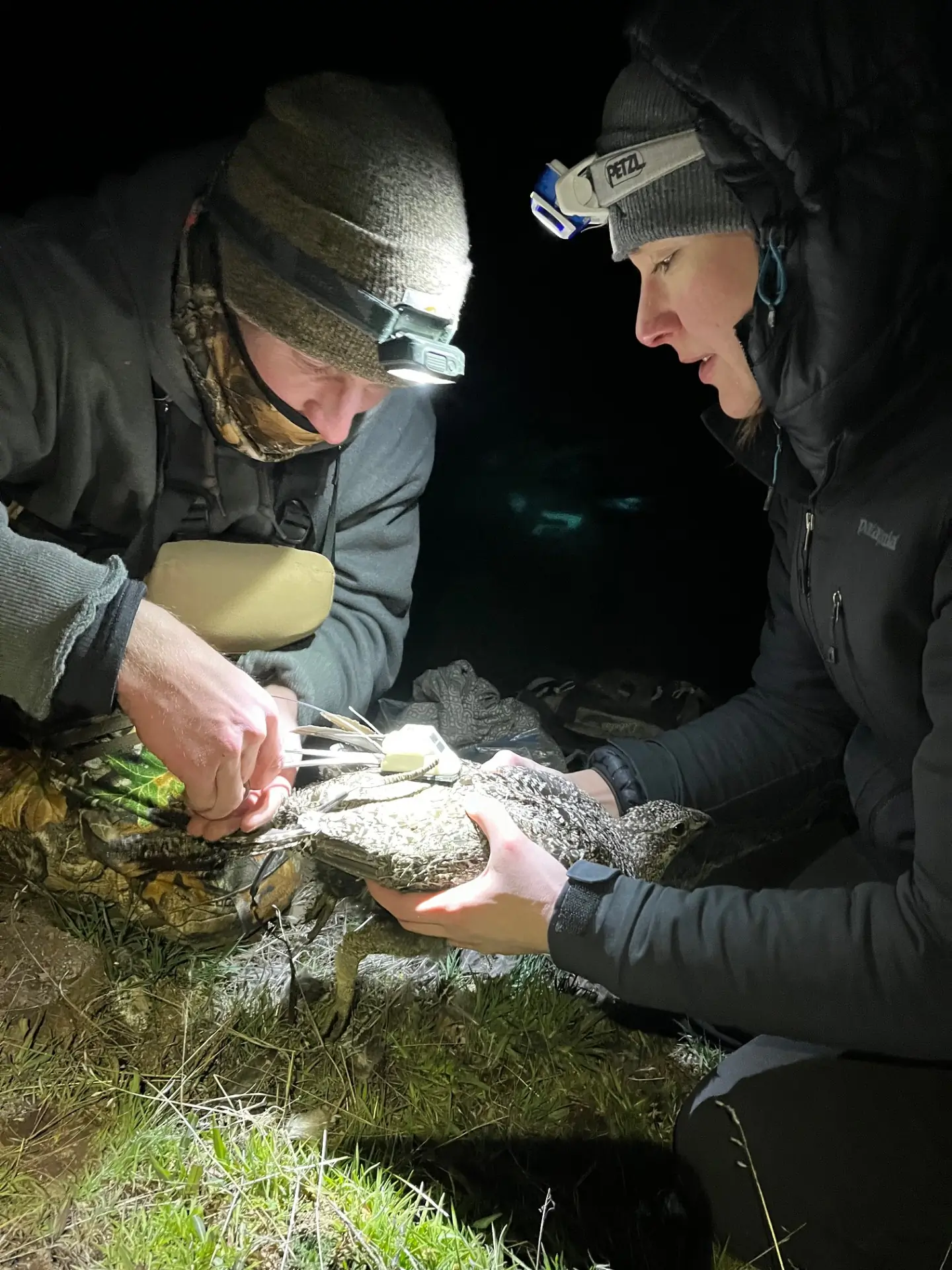 A woman and a man wearing outdoor clothing put a device on a sage-grouse. 