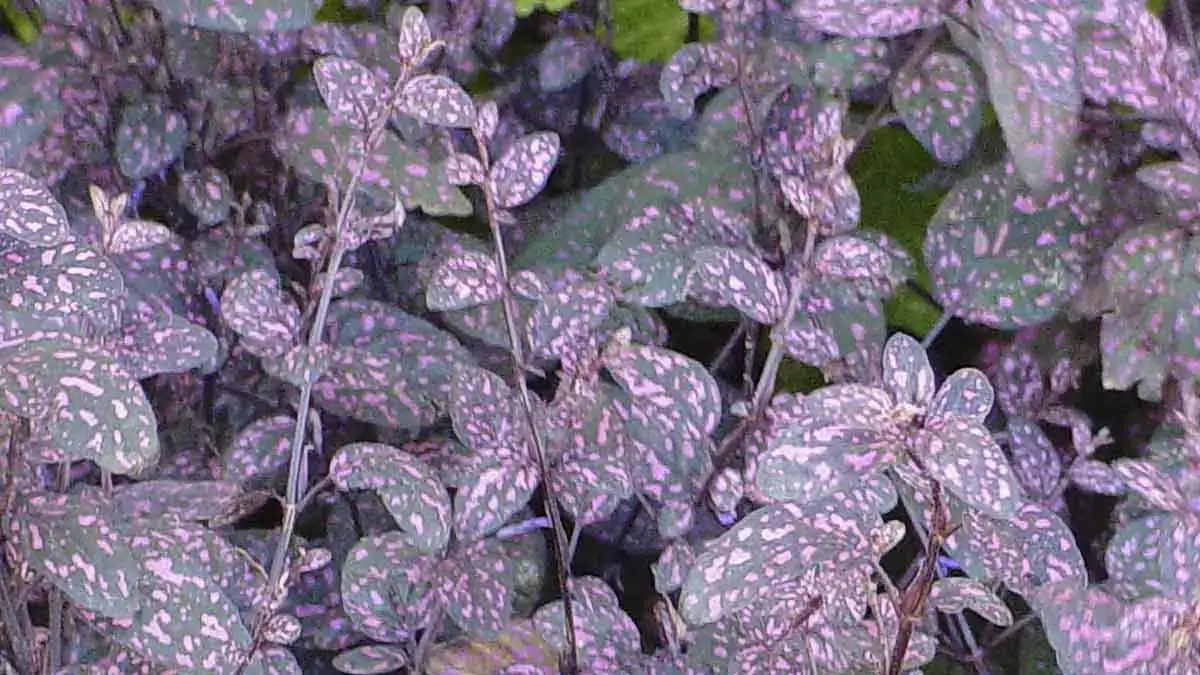 Herbaceous plants that are typically annuals