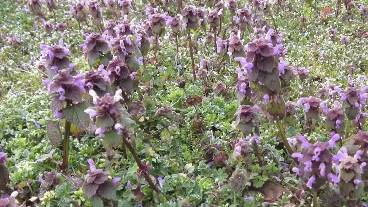 A variety of perennials from African daisies to yarrow