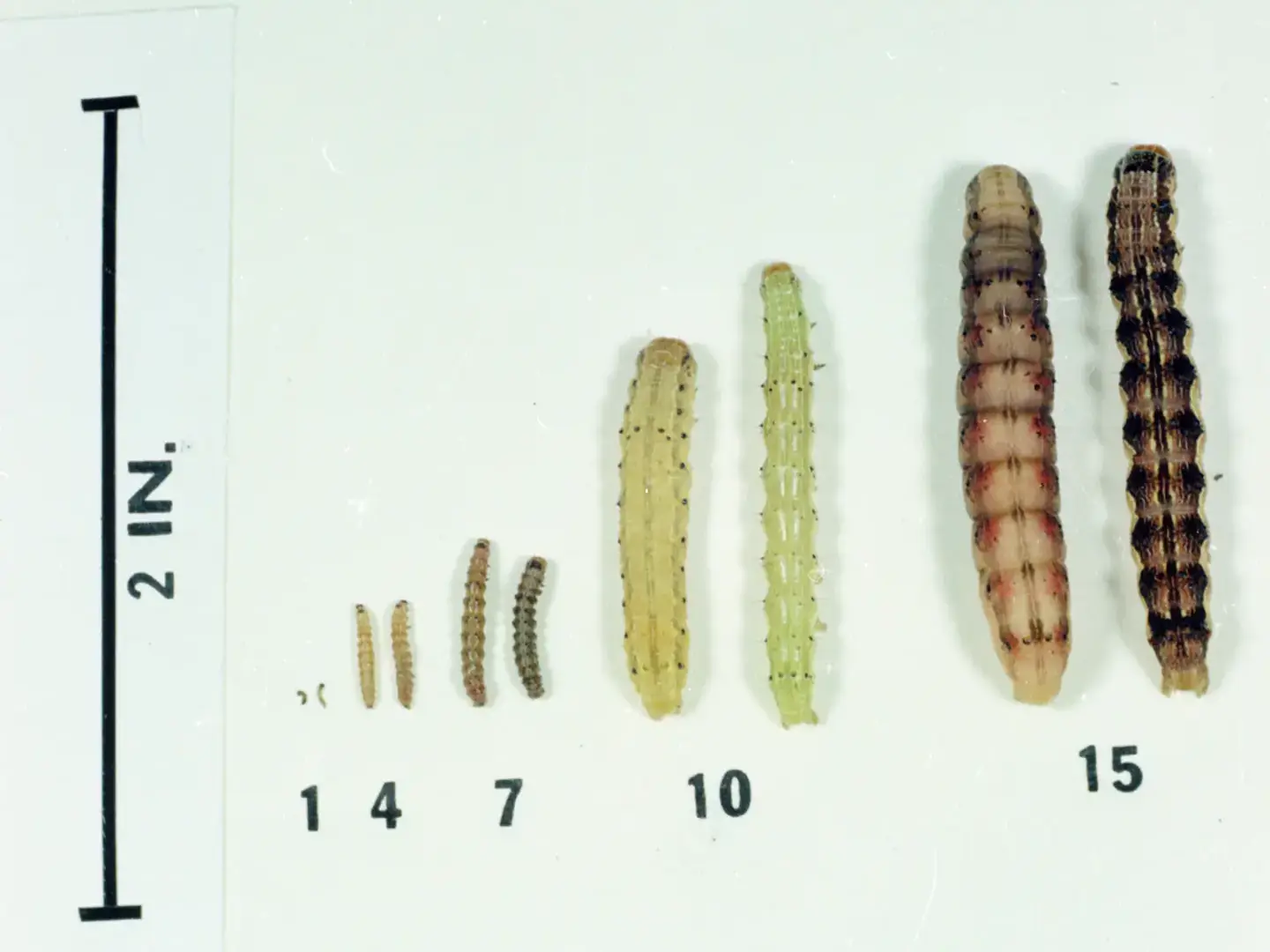 Corn earworm larvae, numbers indicating days after hatching.