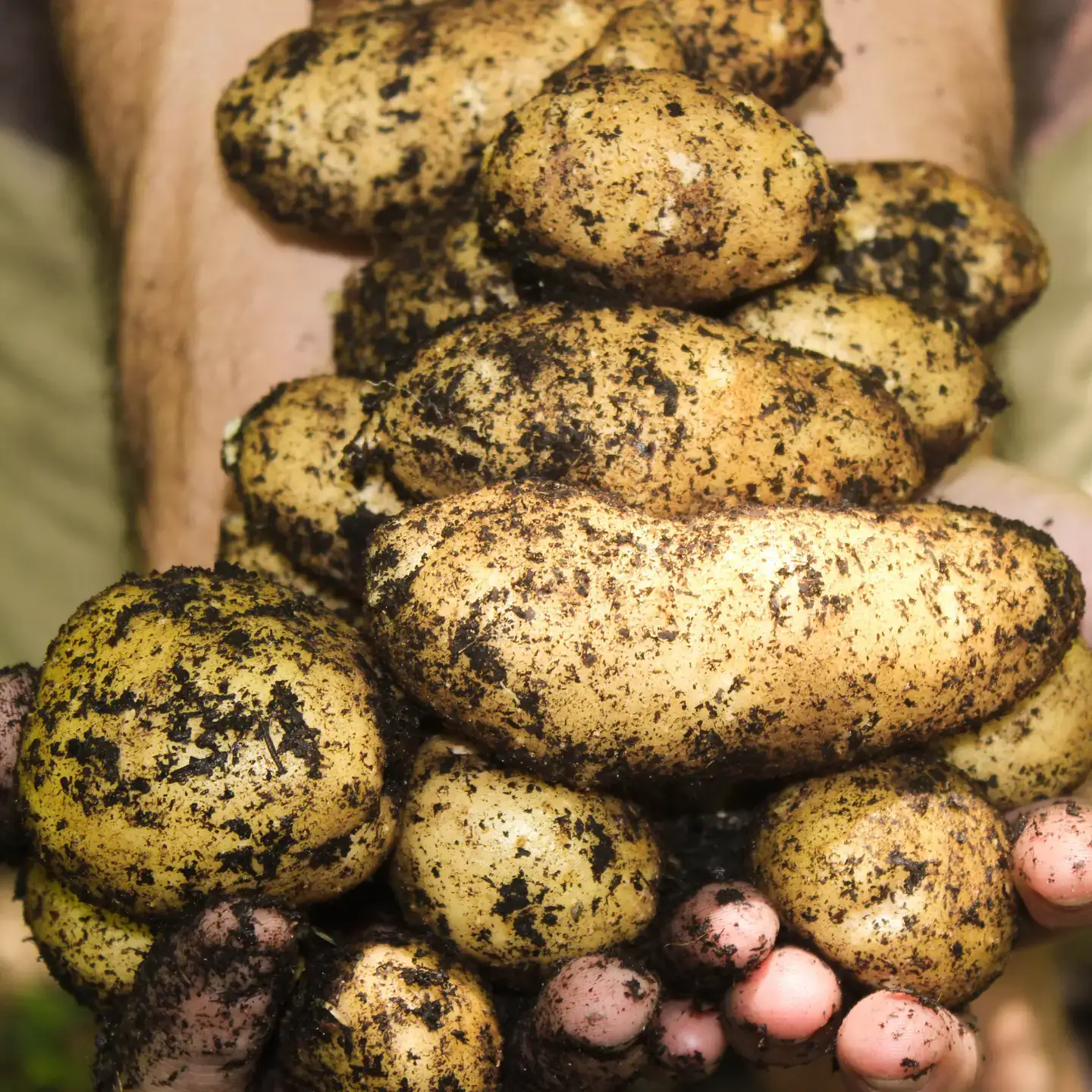Hands holding several freshly dug potatoes