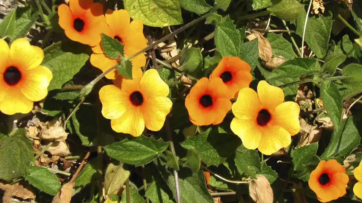 Herbaceous plants that are typically annuals