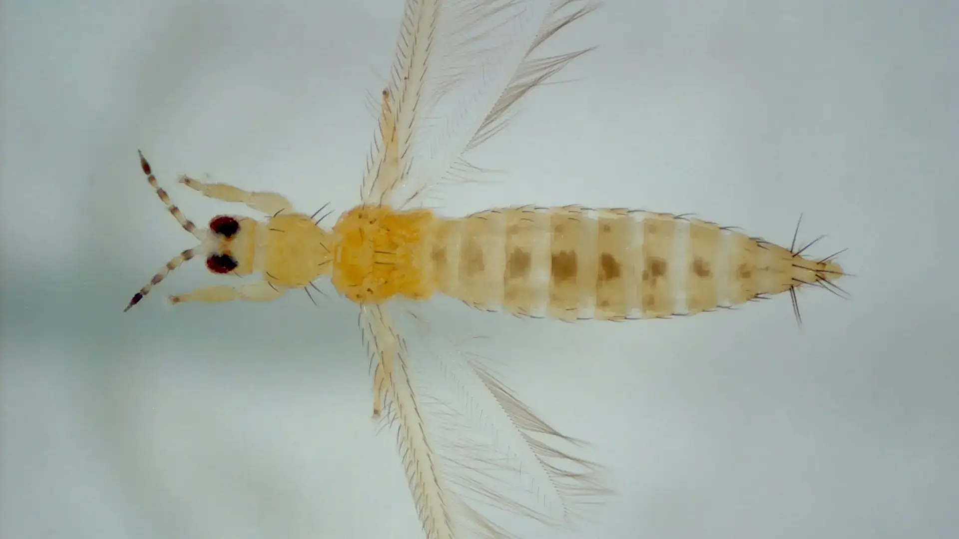 Integrated pest management photos and files