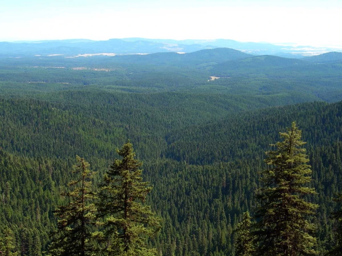 Scenic view of mountains of woodlands
