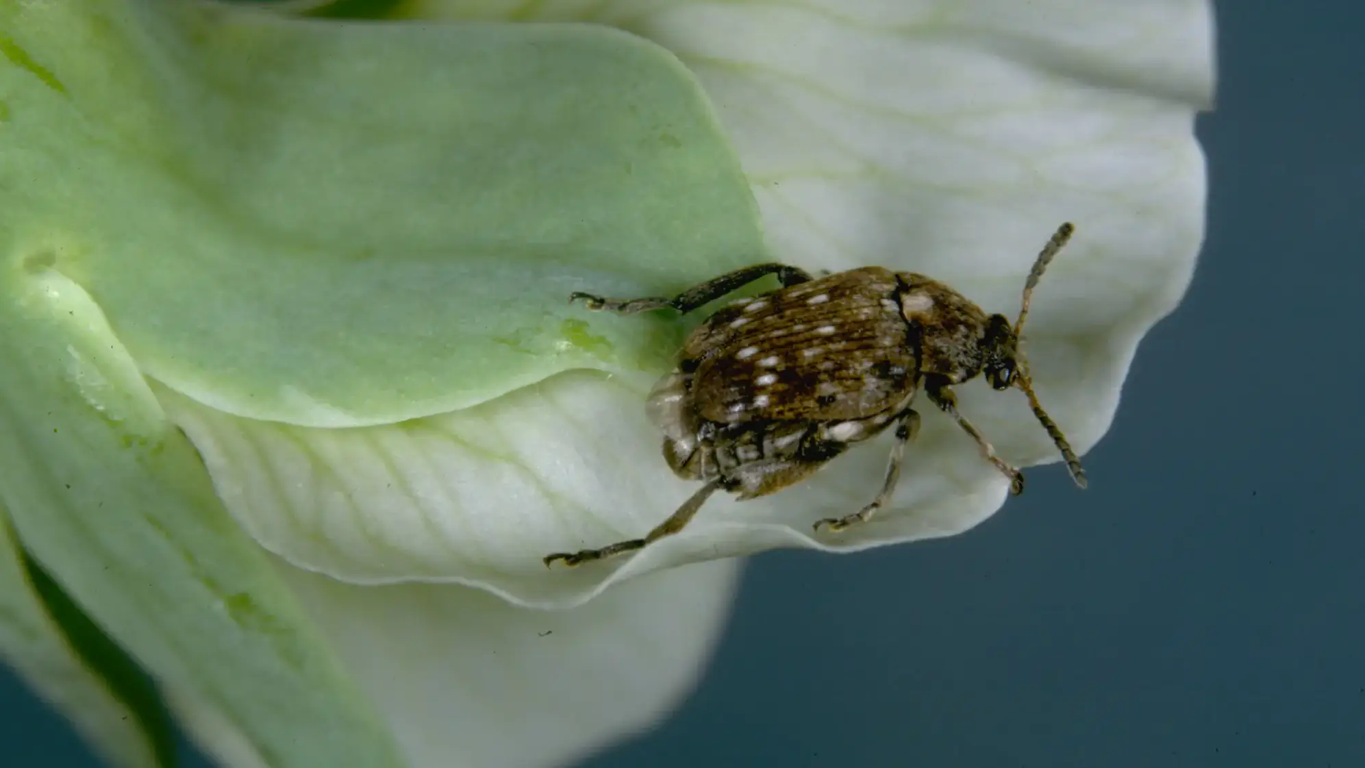 Integrated pest management photos and files