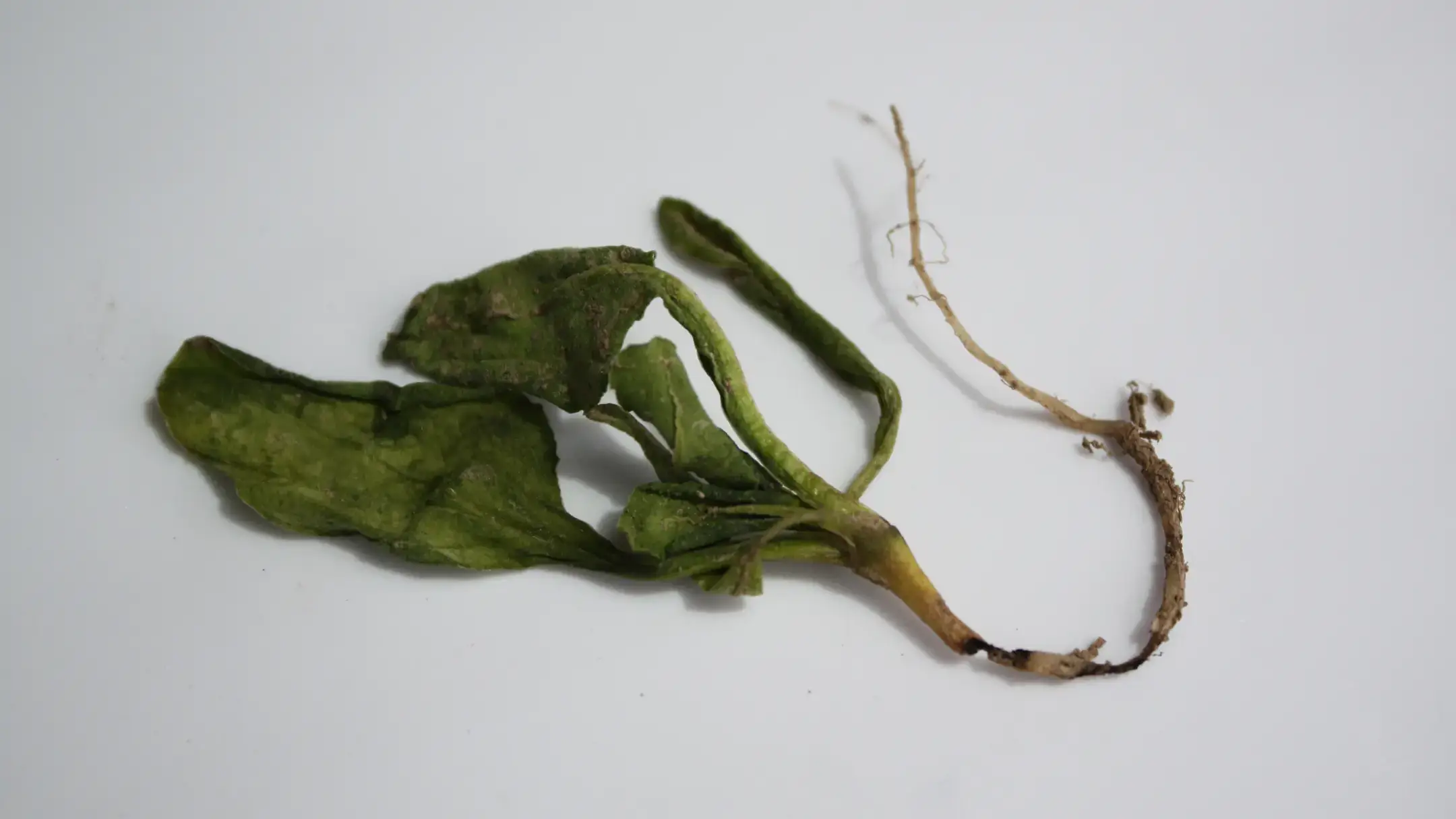 Sugar beet root maggot feeding damage to sugar beet seedling.