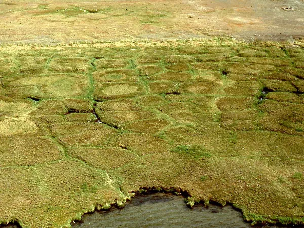A gelisol pattern on the ground