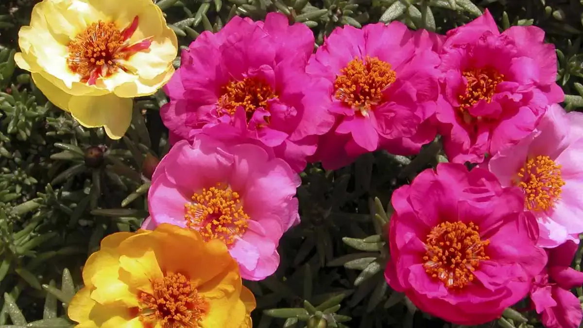 Herbaceous plants that are typically annuals