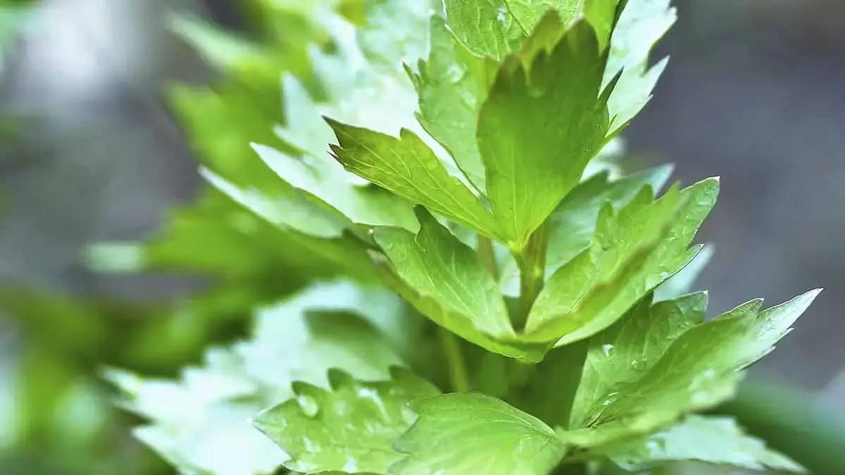 Landscapes and Gardens photos