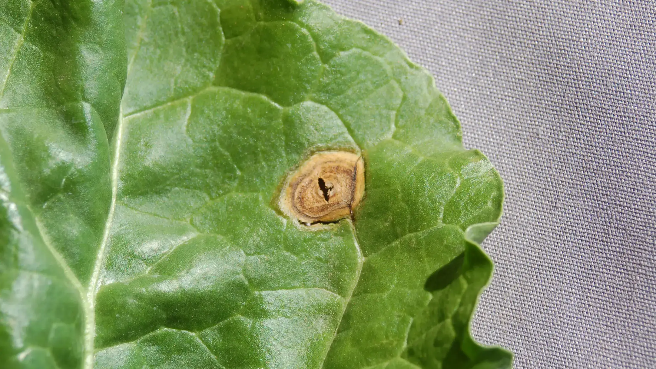 Phoma leaf spot.