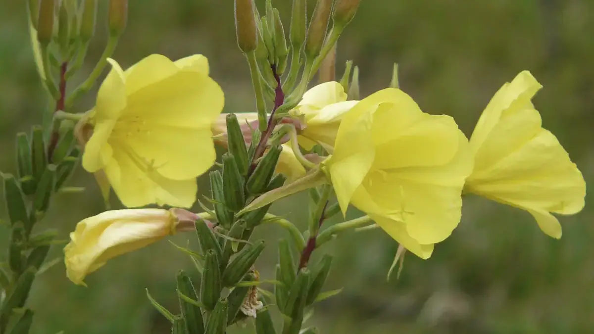 A variety of perennials from African daisies to yarrow