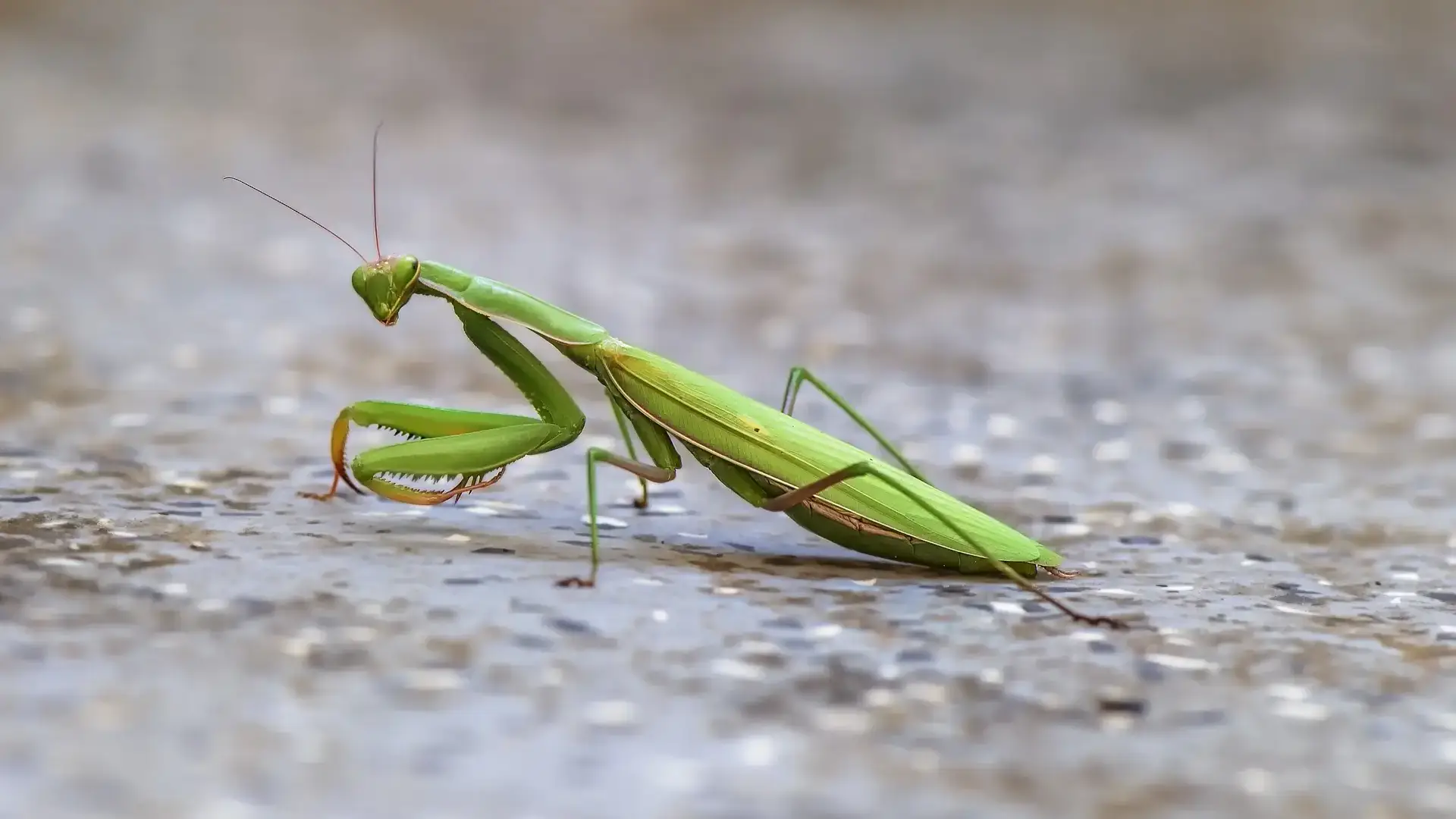 Beneficial and pest insects