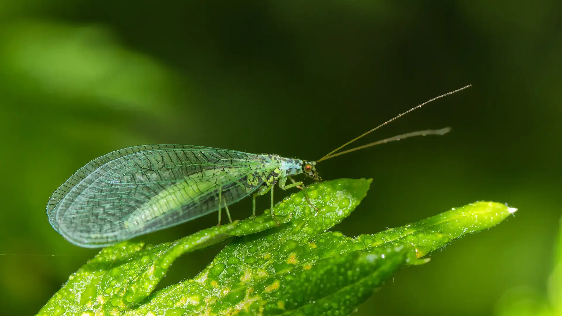 Beneficial and pest insects