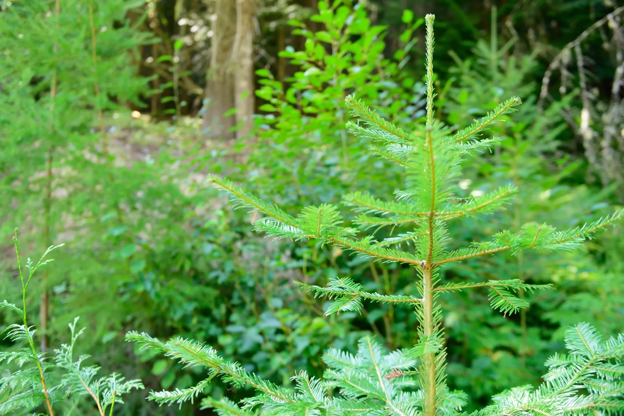 College of Natural Resources Experimental Forest Stock