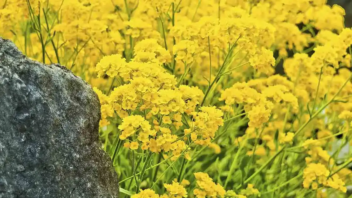 A variety of perennials from African daisies to yarrow