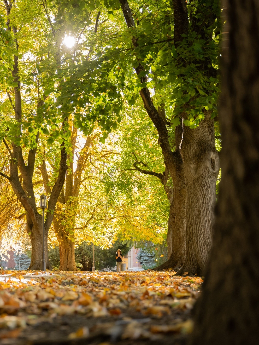 University of Idaho Moscow campus seasonal campus photos in the fall. hello walk