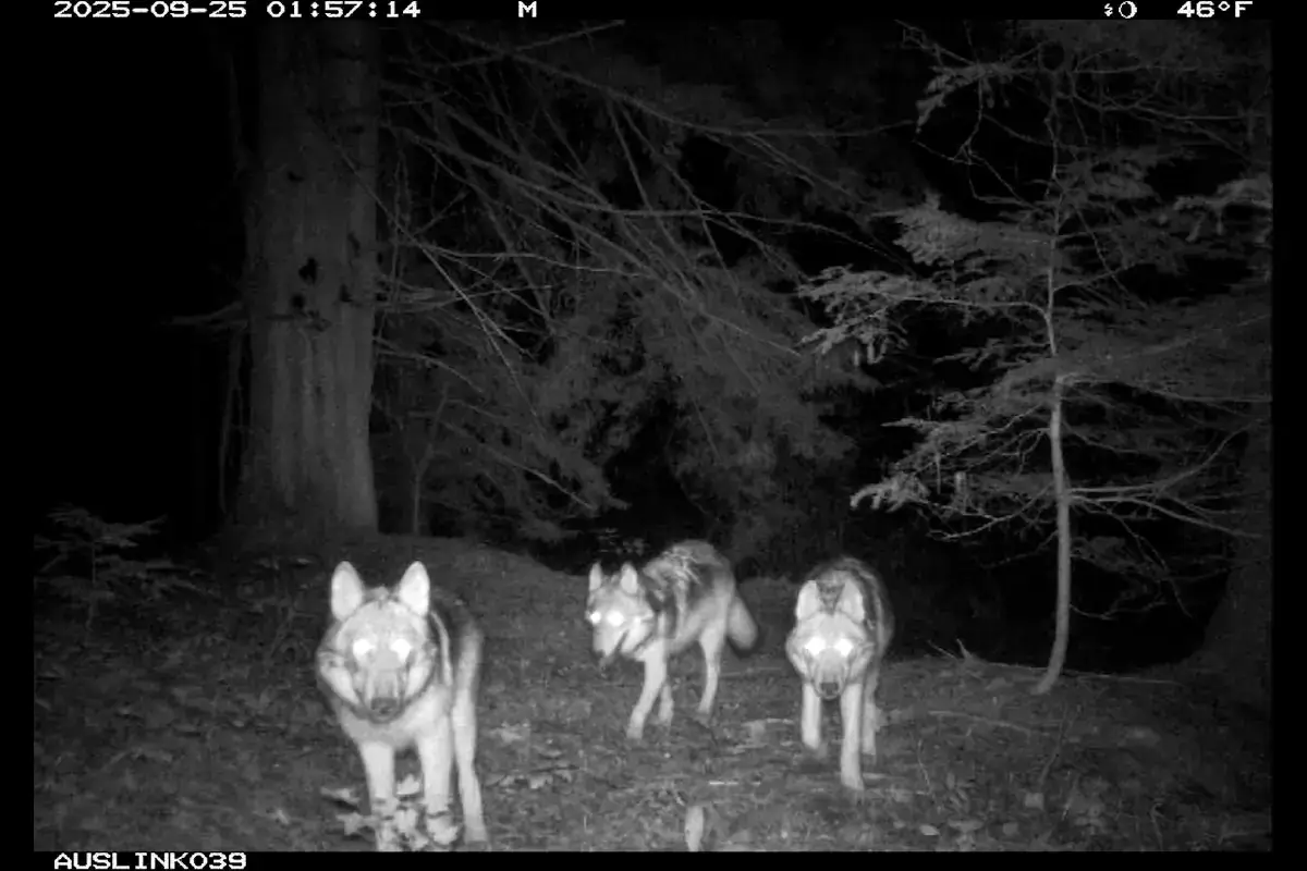 A screenshot of a trail camera of wolves traveling at night.