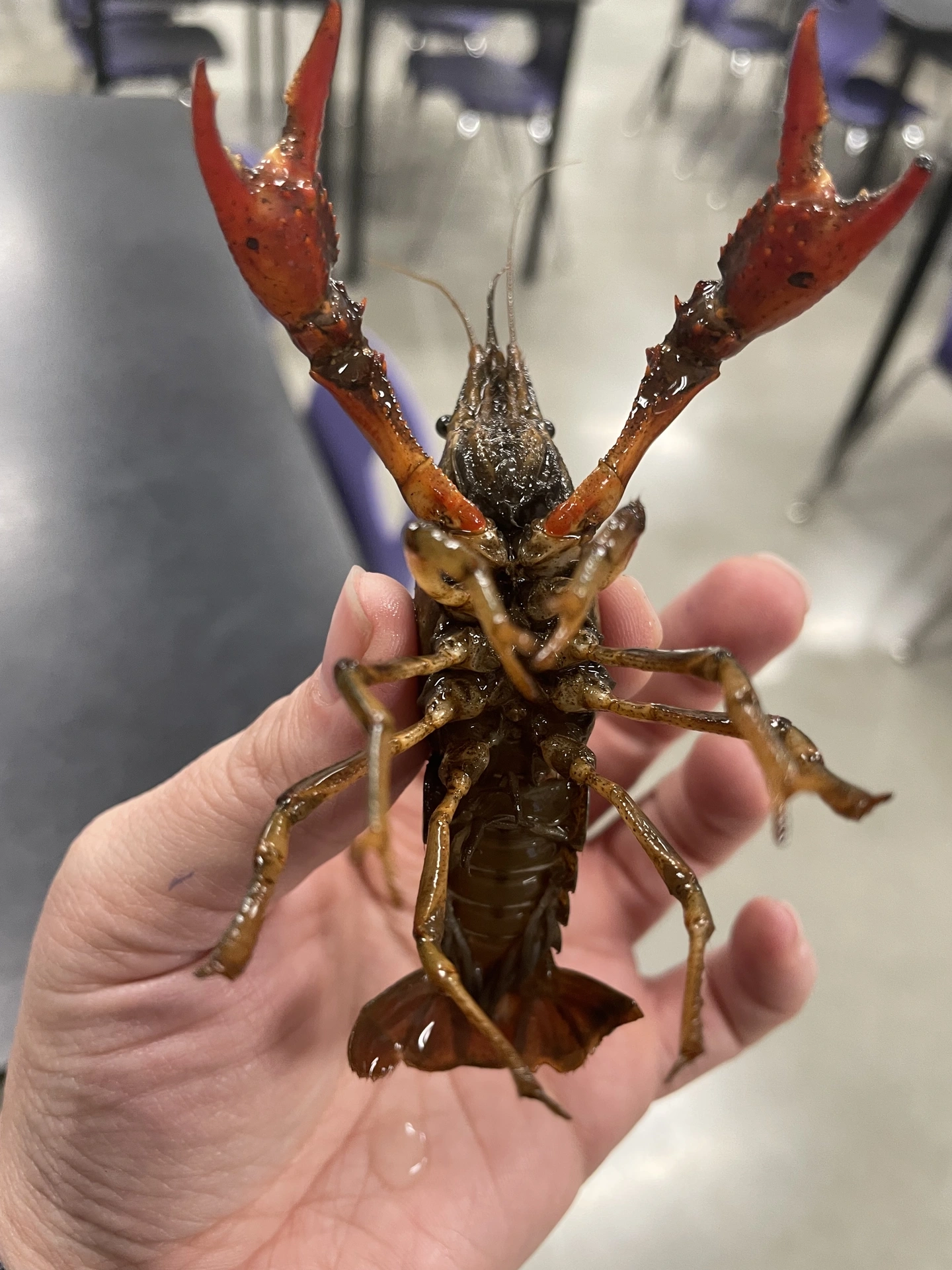 A woman holds a red swamp crayfish in a classroom.