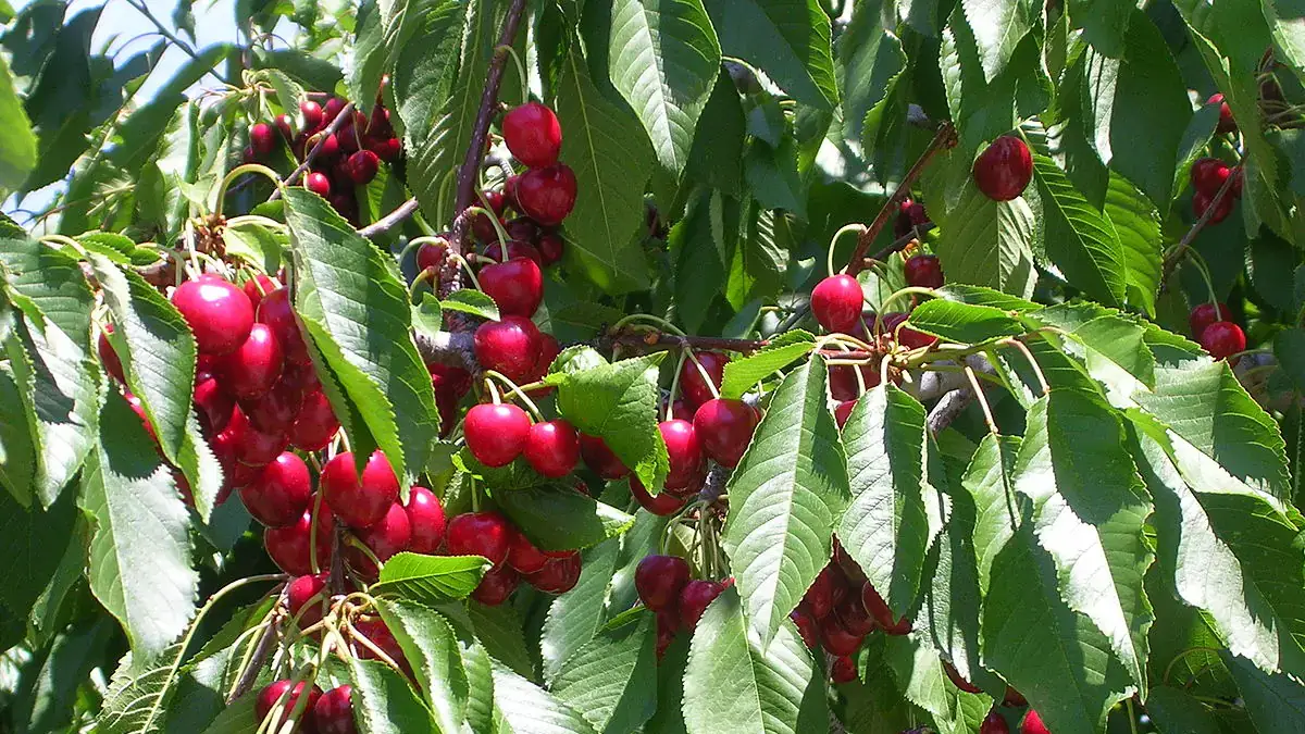 Landscapes and Gardens photos