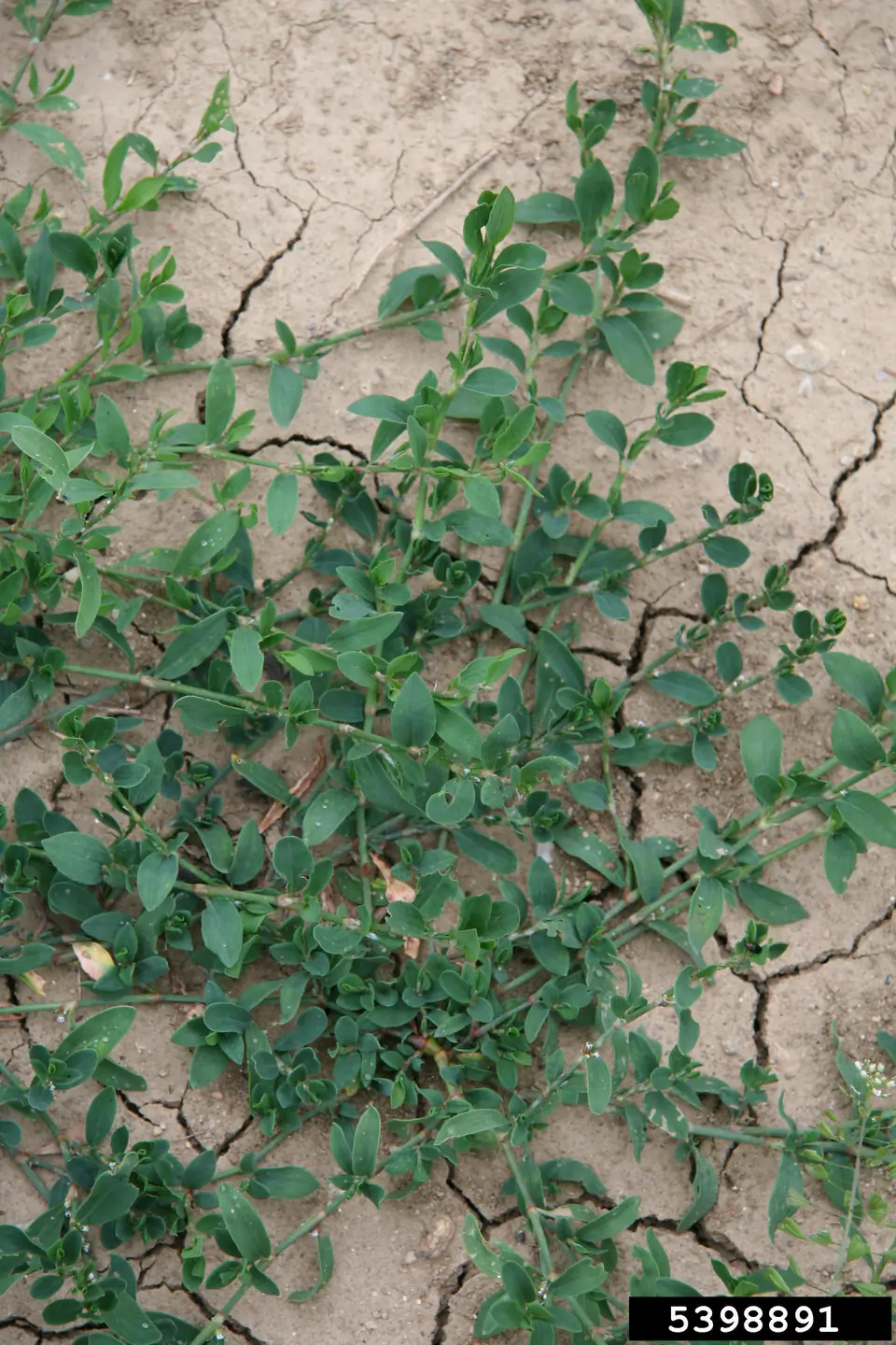 Invasive weeds in Idaho