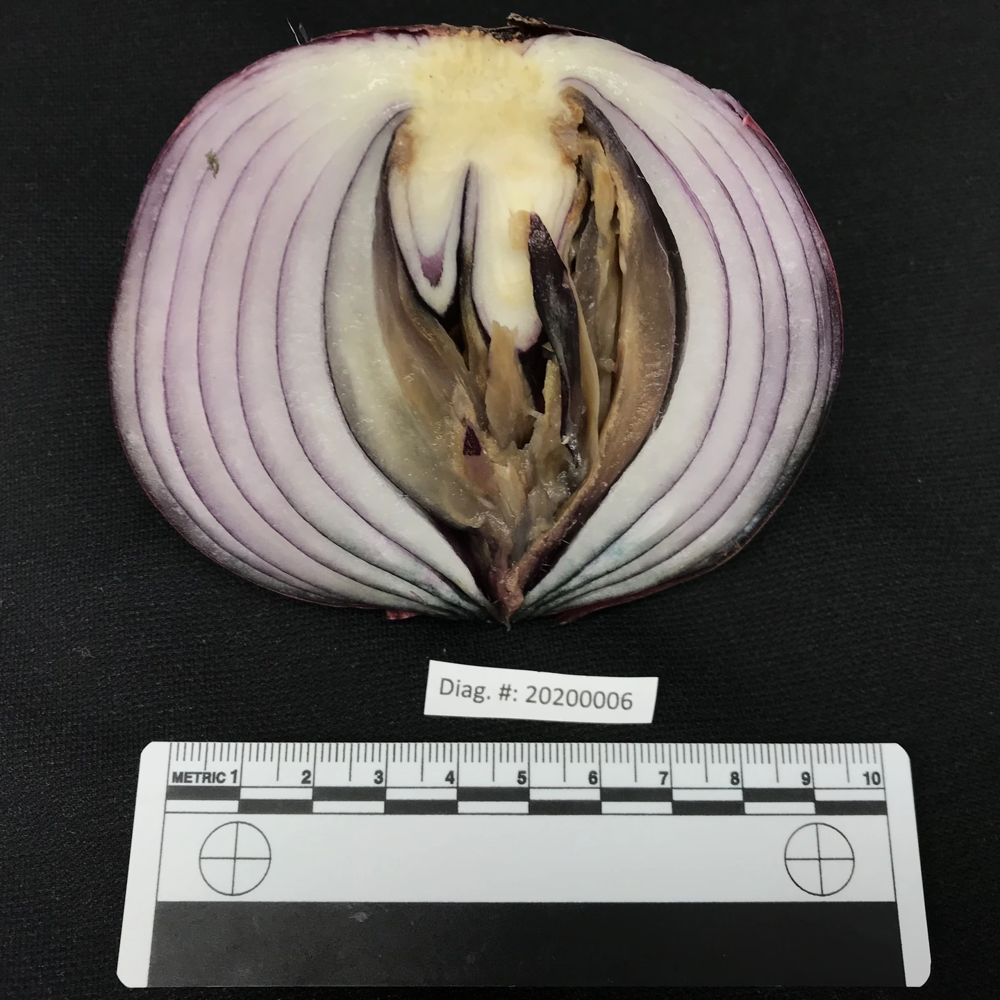 A variety of onion diseases photos