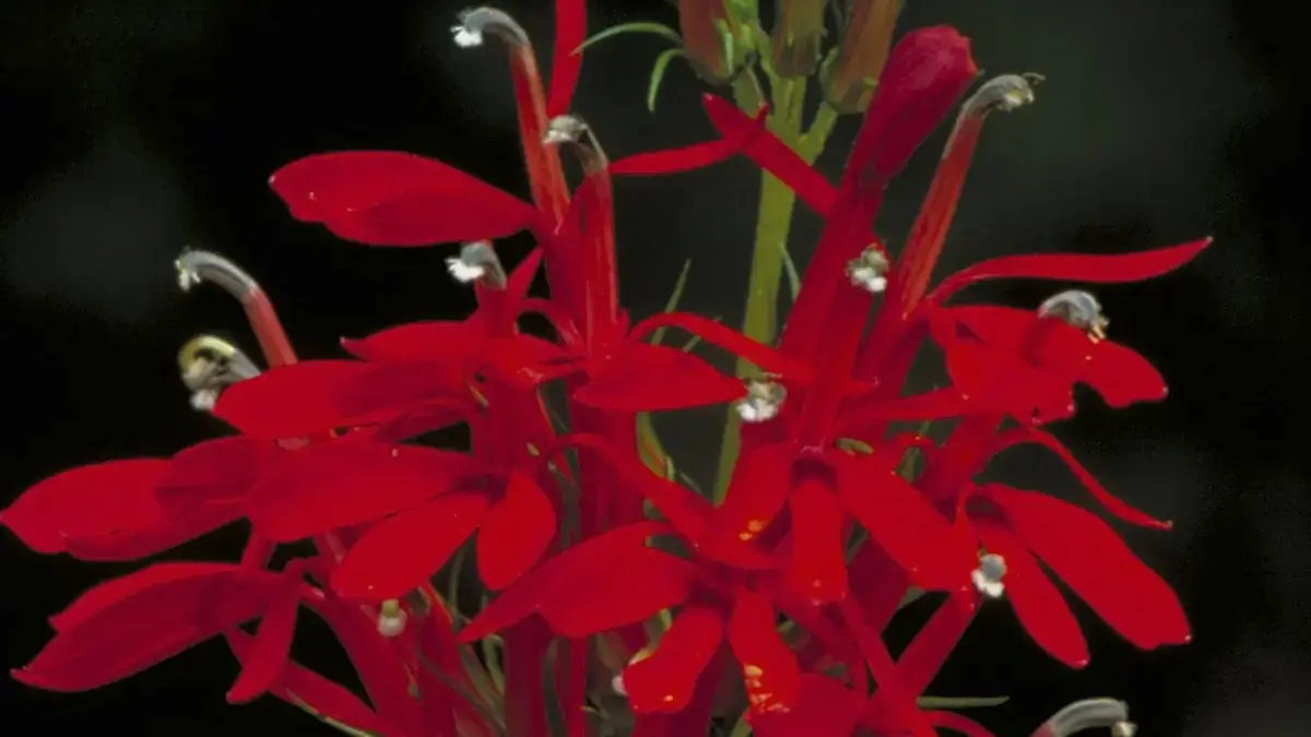 A variety of perennials from African daisies to yarrow