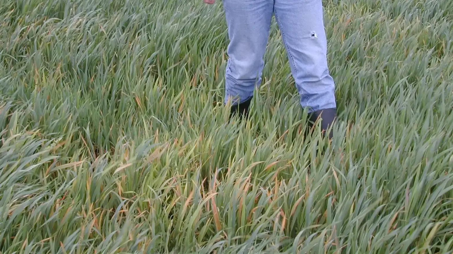 Symptoms of Barley yellow dwarf virus