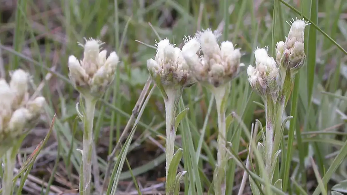 A variety of perennials from African daisies to yarrow
