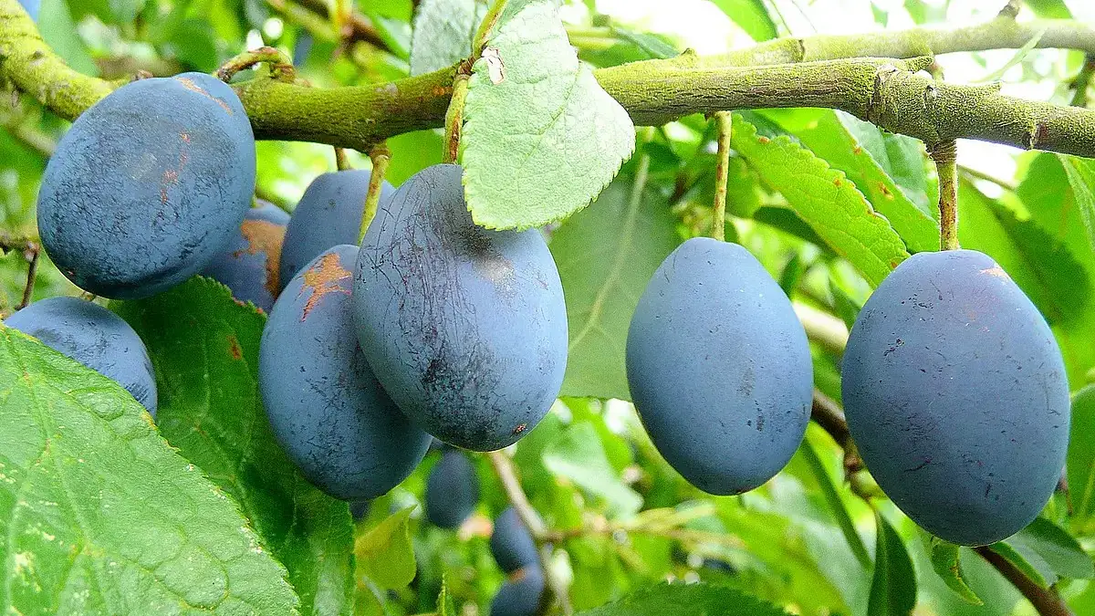 Landscapes and Gardens photos