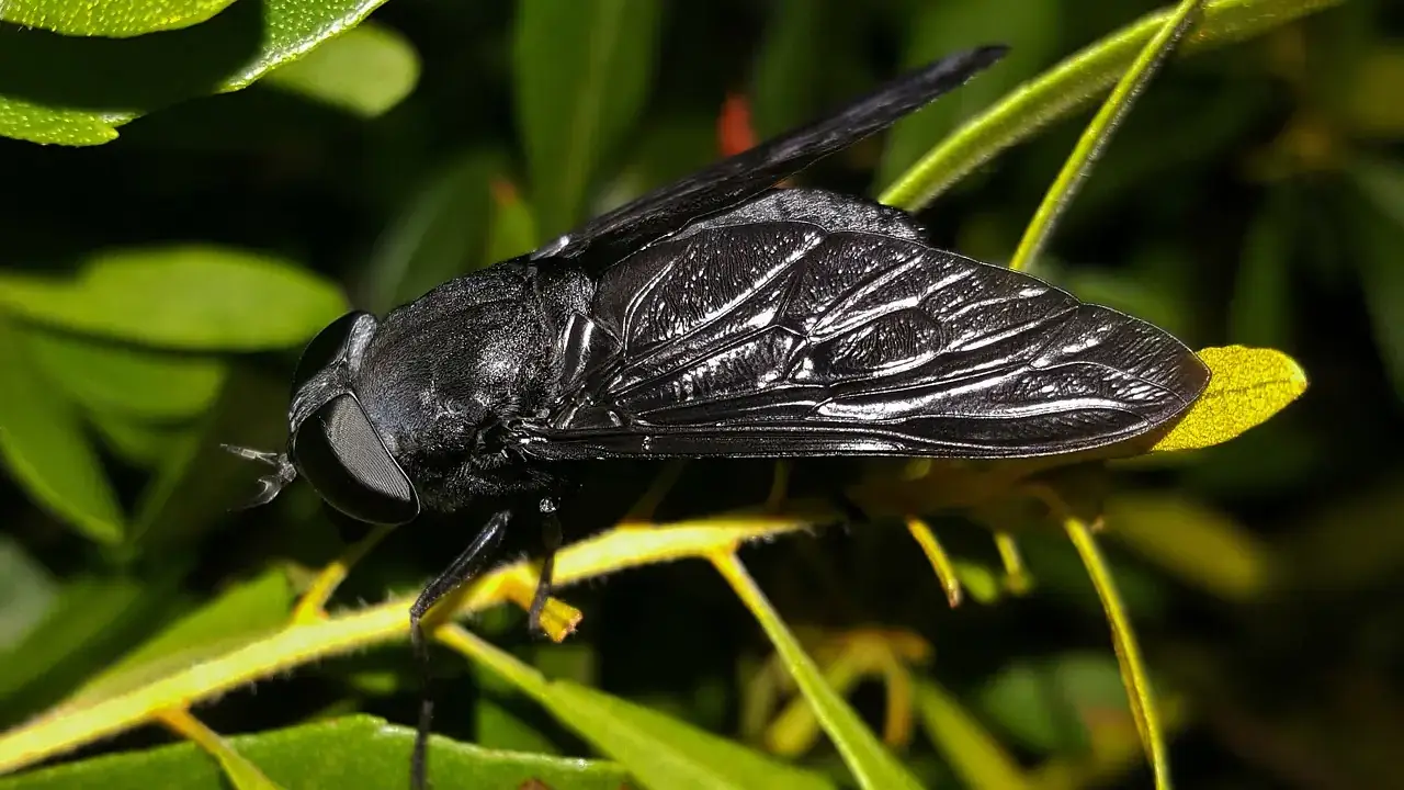 Photos of a variety of insects