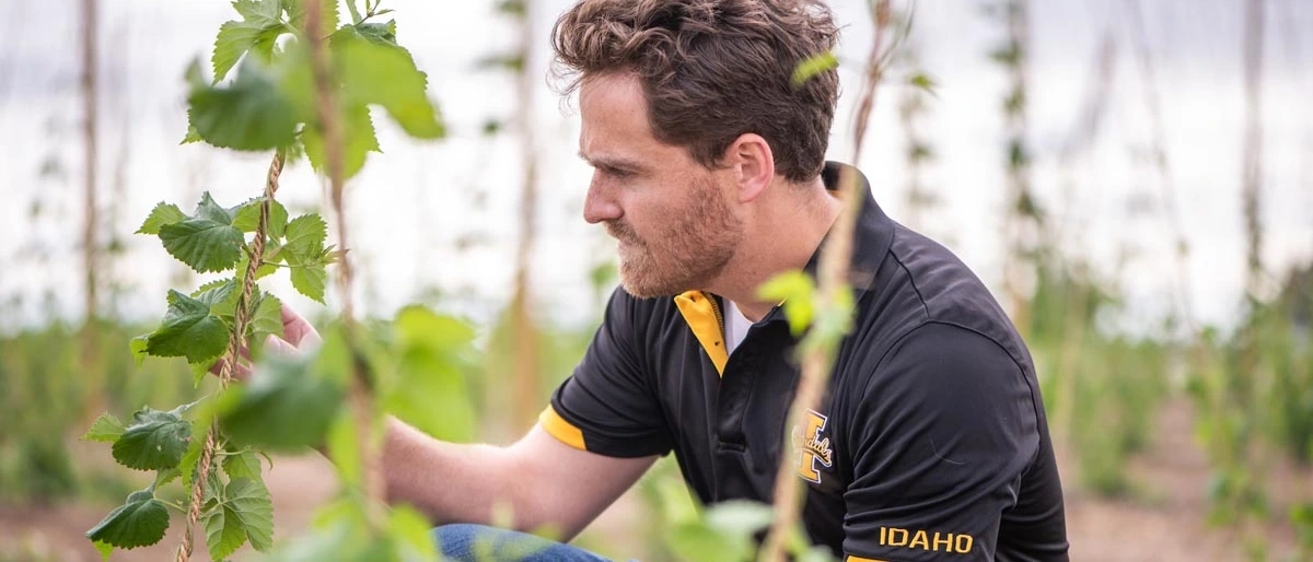 A man studying a crop