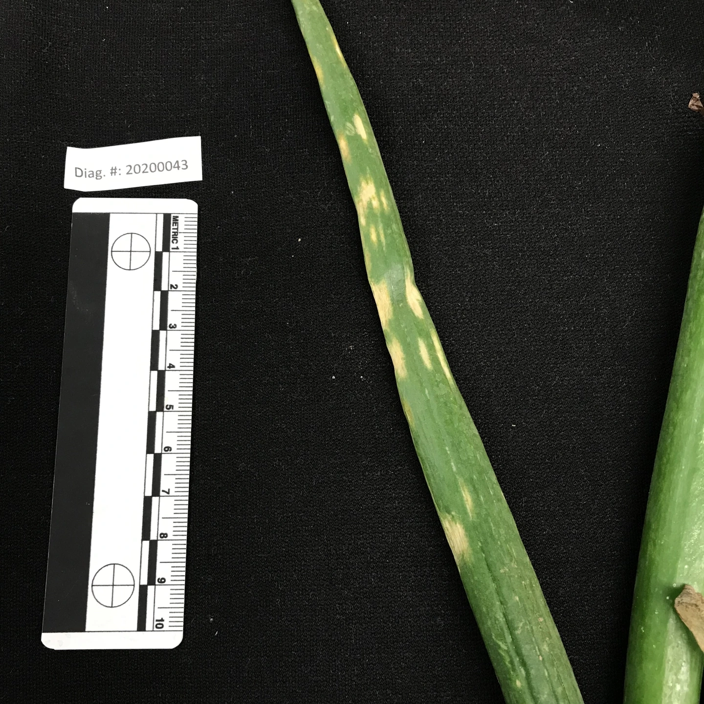 A variety of onion diseases photos