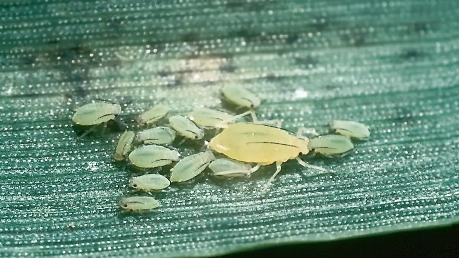 Russian wheat aphid.