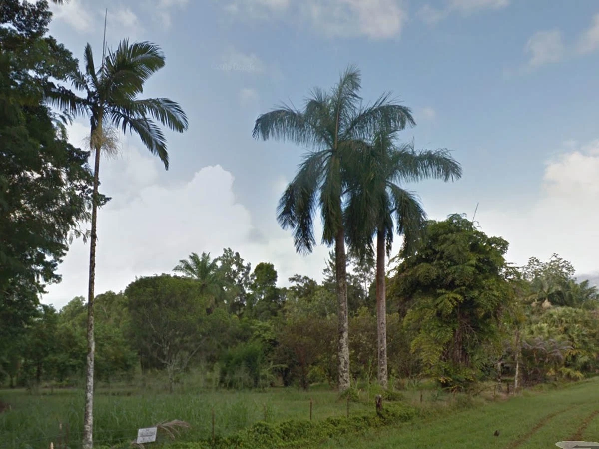 A green landscape of grass and palm trees