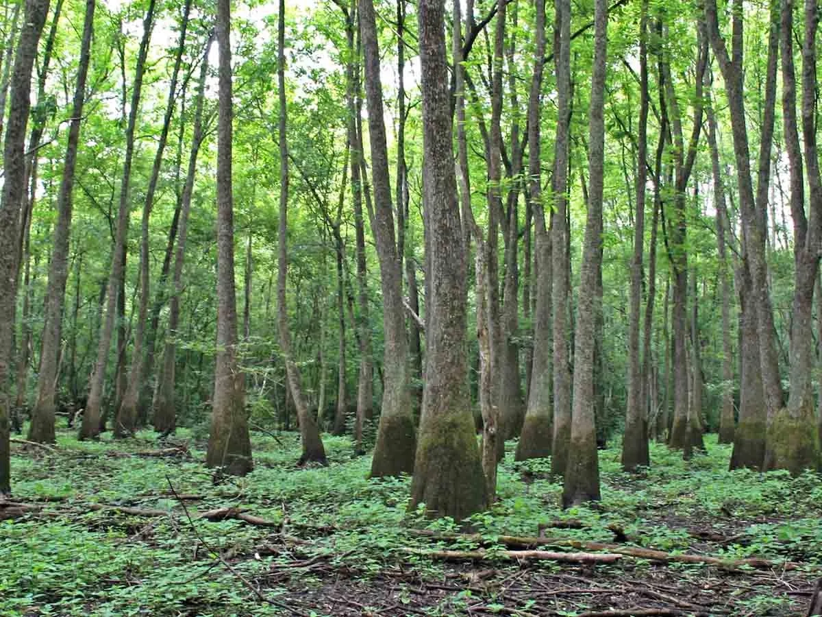 Aquept landscape