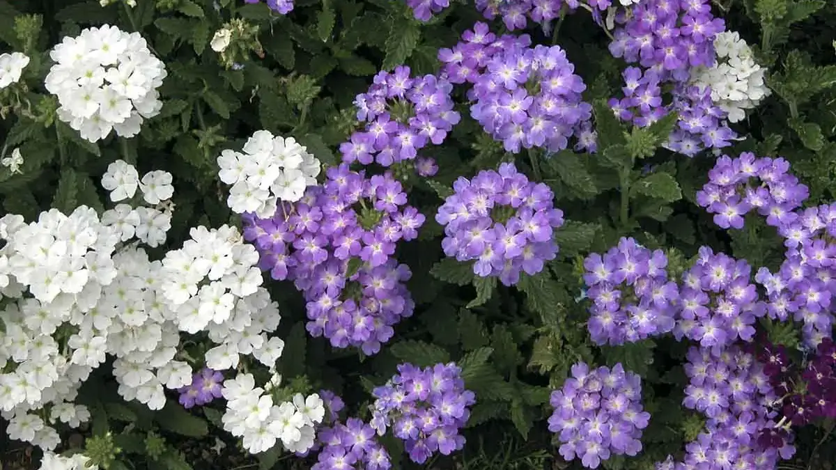 Herbaceous plants that are typically annuals