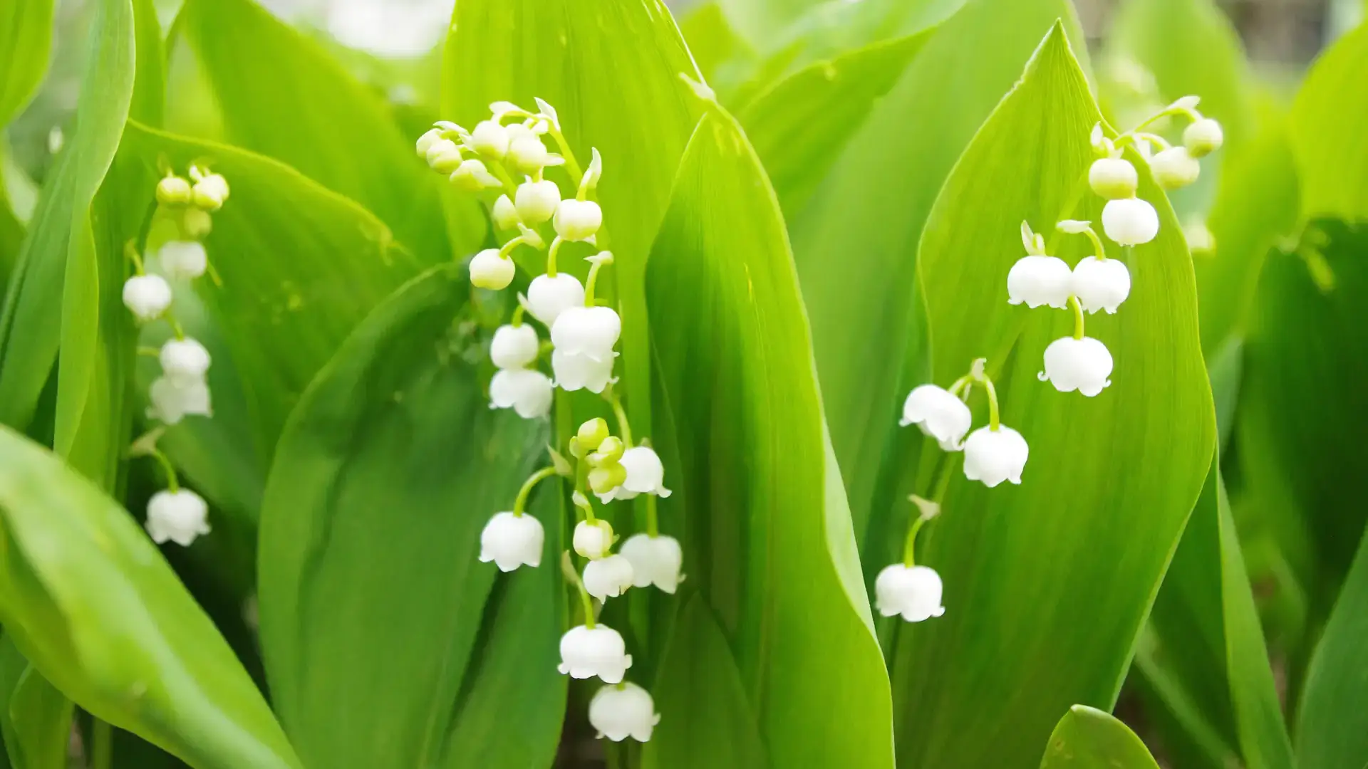 Landscapes and gardens