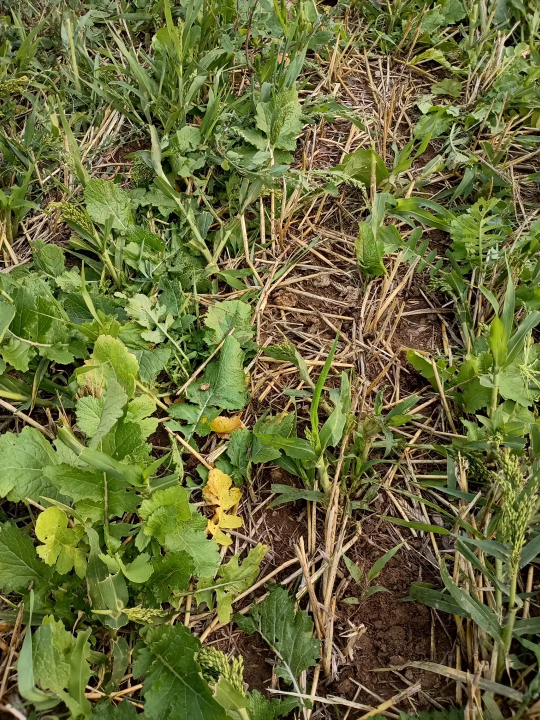 UI Extension trial explores dual forage cropping and no tilling photos