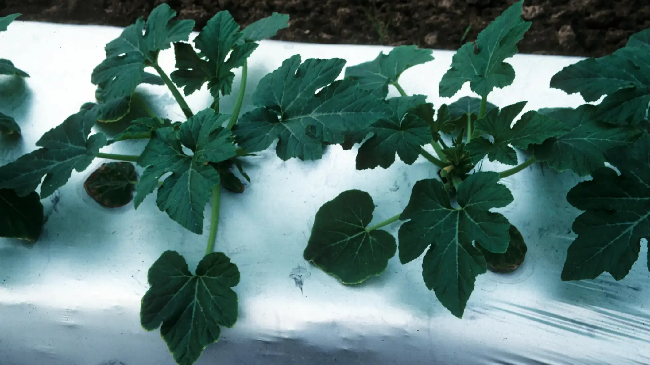 Squash grown on reflective mulch to reduce virus transmission.
