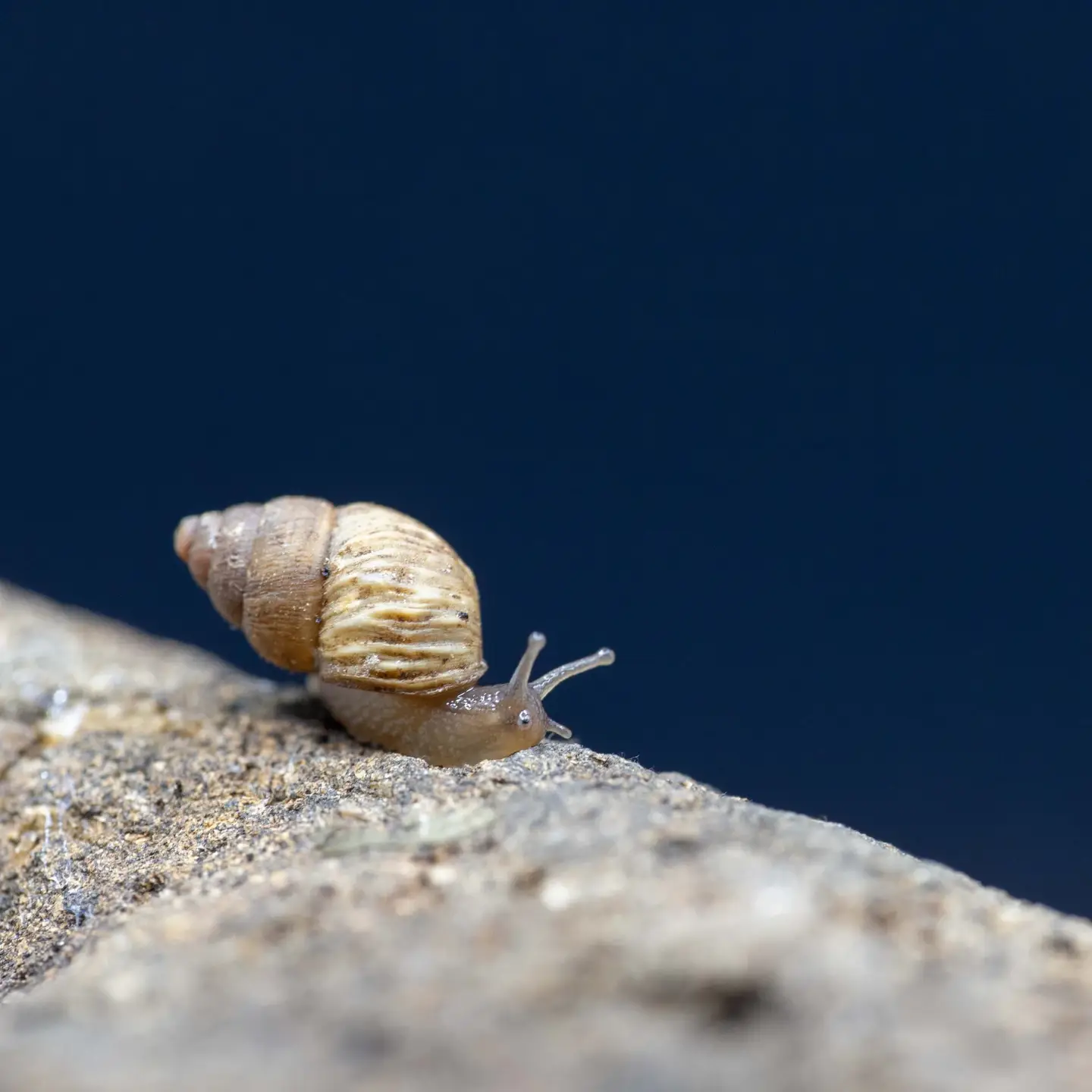 Three University of Idaho researchers travel to the Galapagos Islands in search of clues unlocking the mysteries of evolution through the study if snails on the pristine, untouched volcanic archipelago 700 miles off the coast of Ecuador.