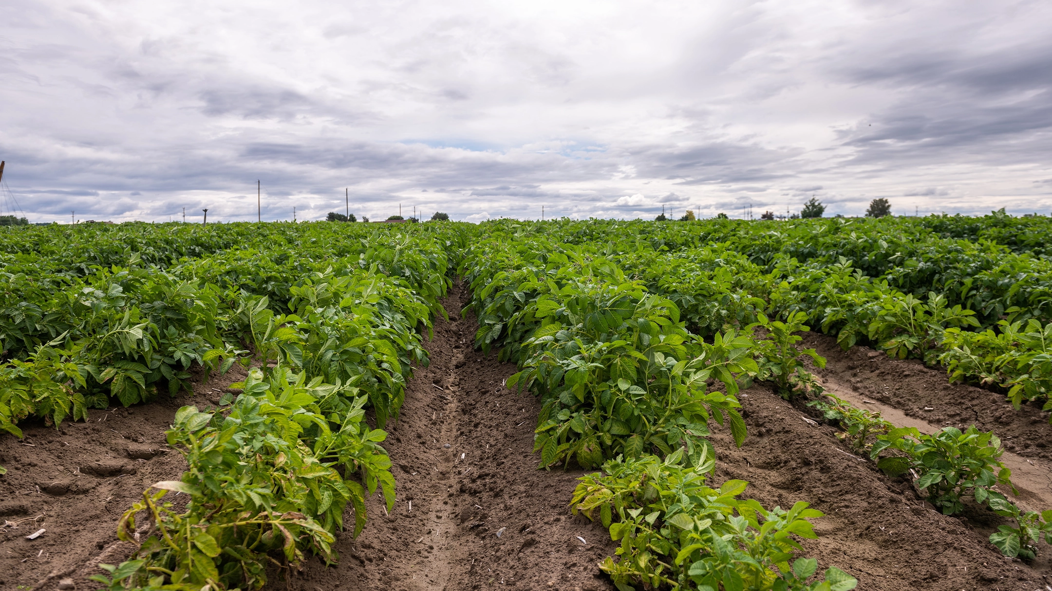 Rows of plants in a perfect line at a farm